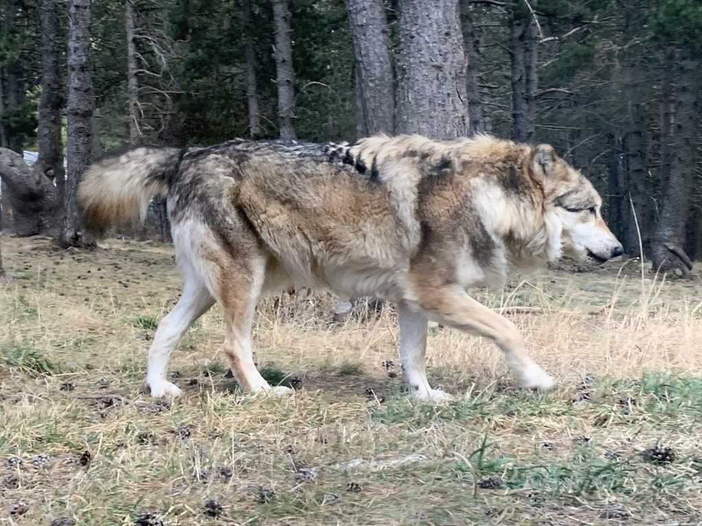 Loup en Andorre