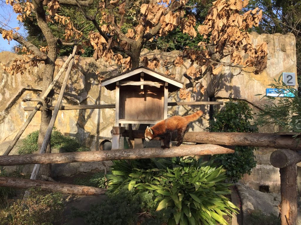 Panda roux dans le parc zoologique de Nogeyama