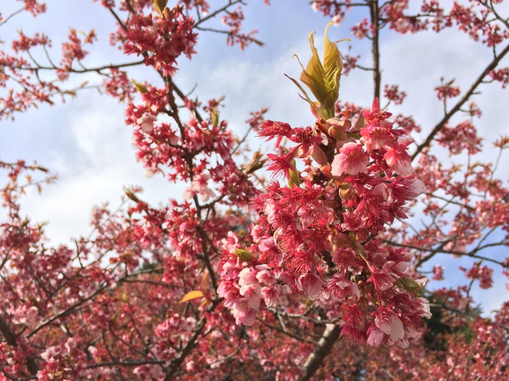 Sakura à Tokyo