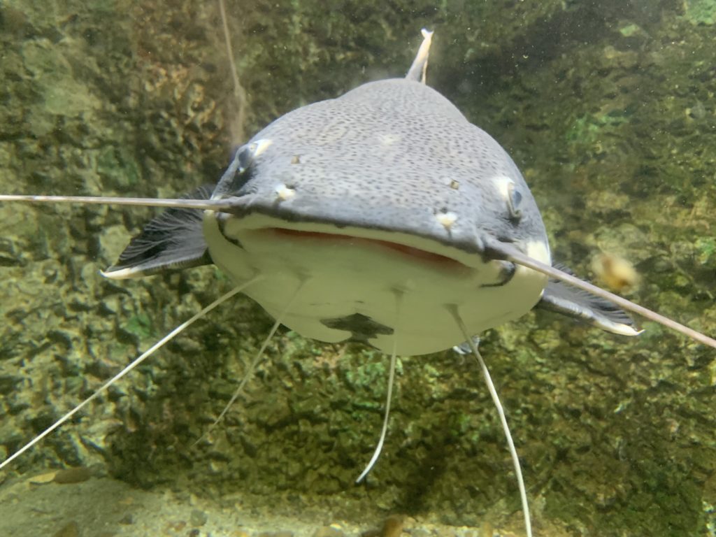 Aquarium de Constanța